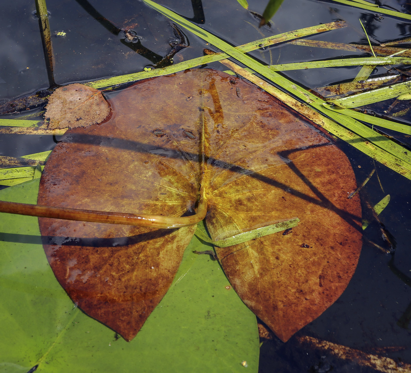 Image of Nymphaea candida specimen.