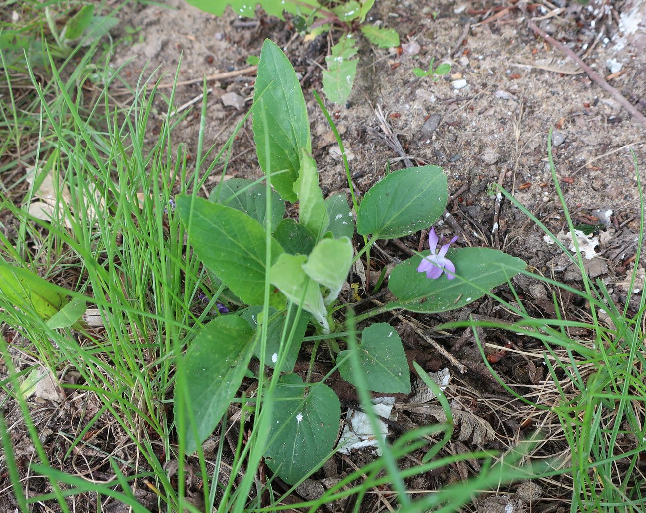 Image of Viola hirta specimen.