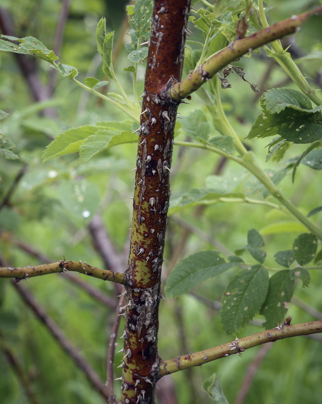 Image of genus Rosa specimen.