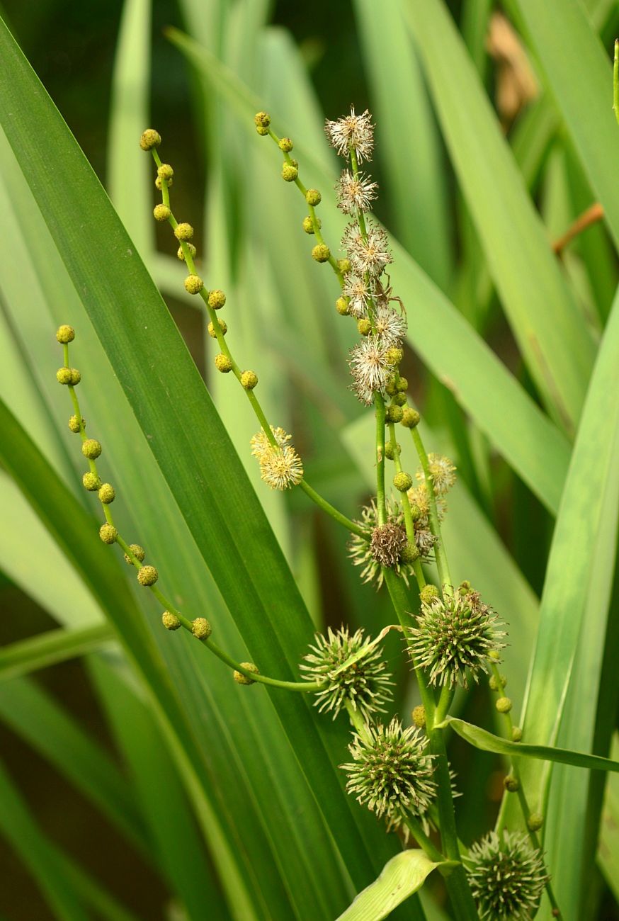 Изображение особи Sparganium erectum.