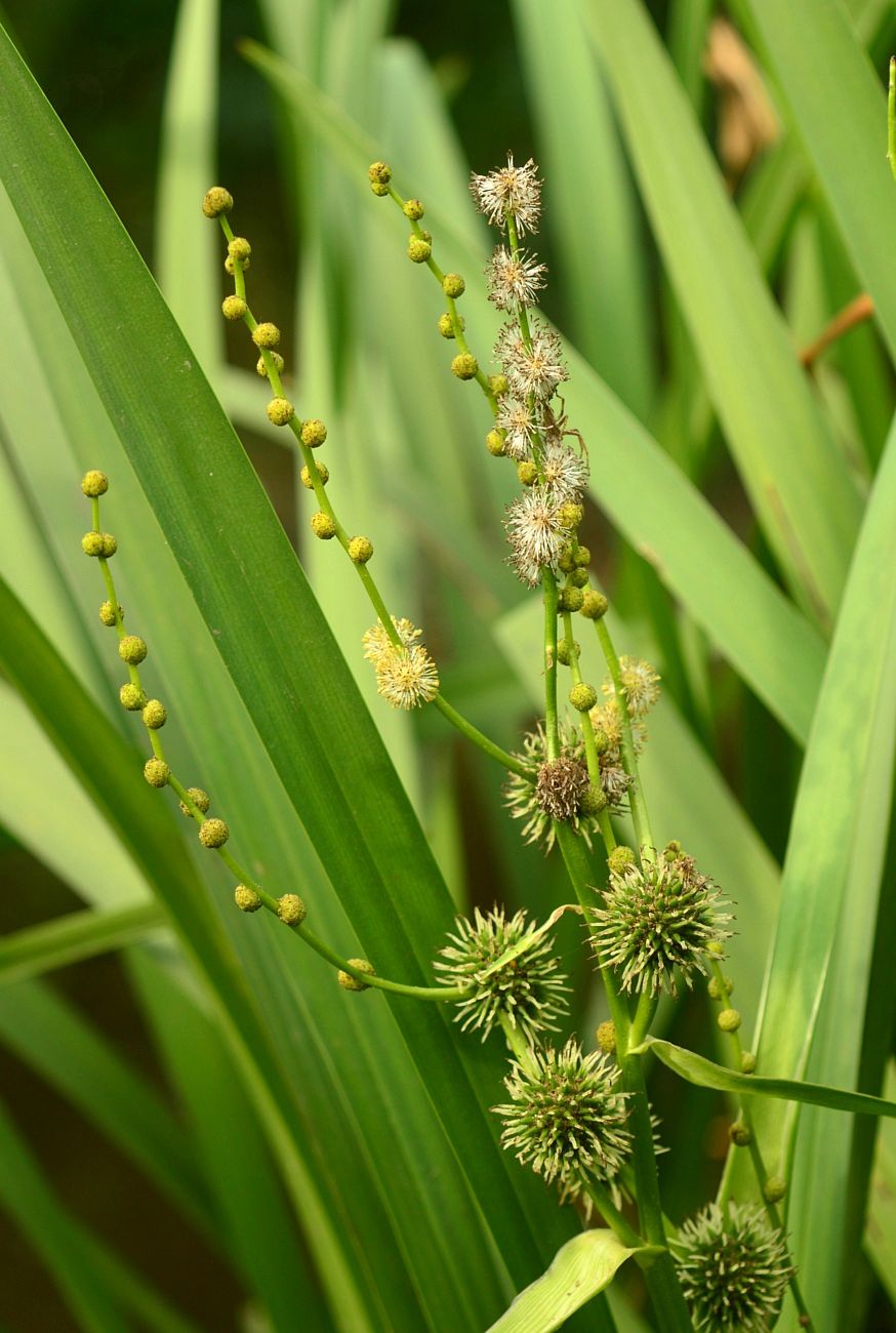 Image of Sparganium erectum specimen.