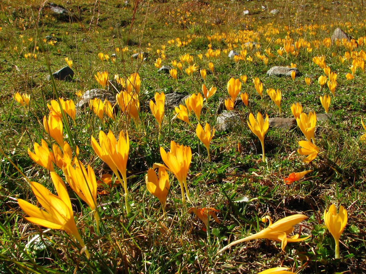 Image of Crocus scharojanii specimen.