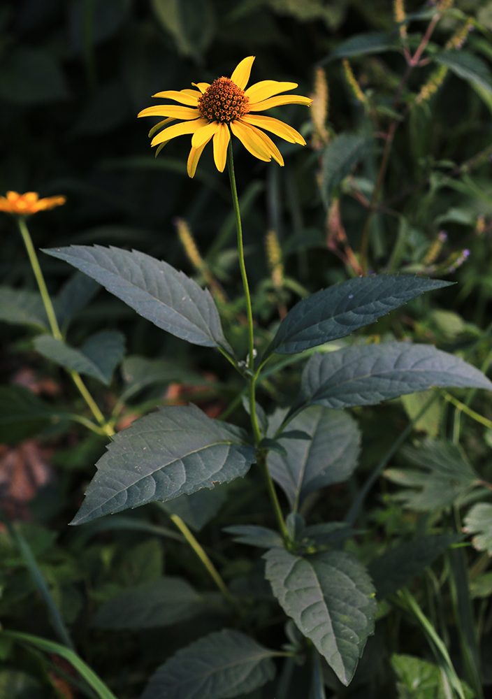 Image of Heliopsis helianthoides ssp. scabra specimen.