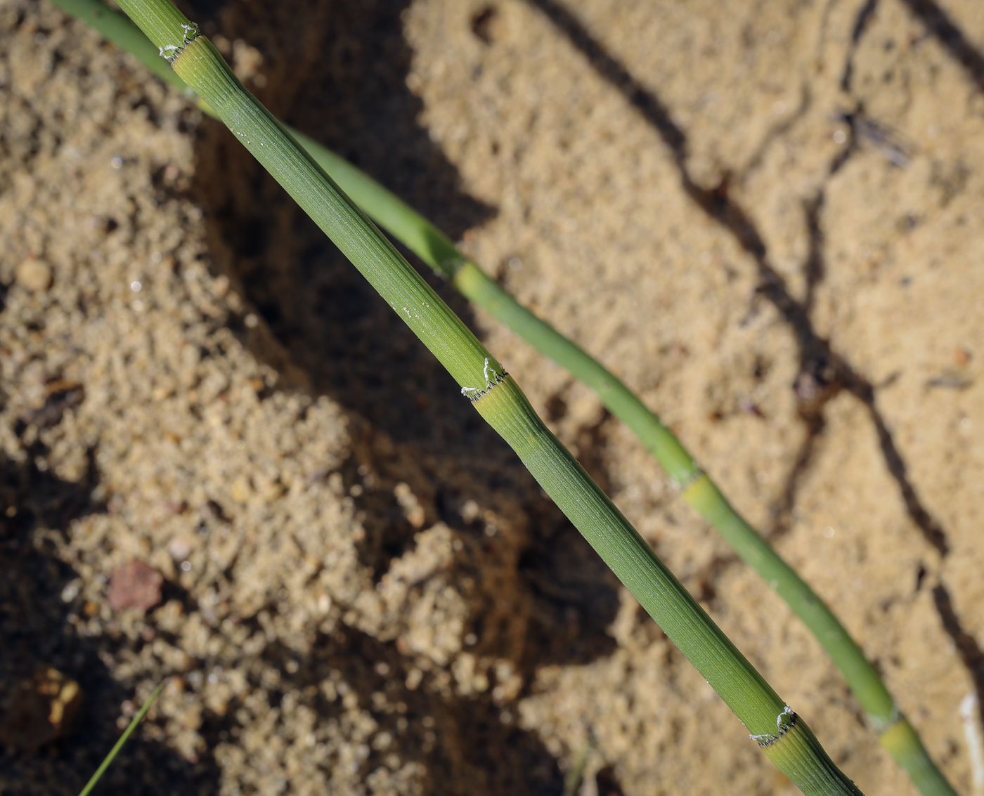 Image of Equisetum × moorei specimen.