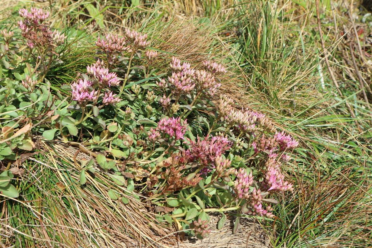 Image of Sedum spurium specimen.