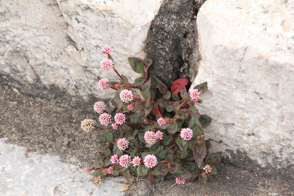 Изображение особи Persicaria capitata.