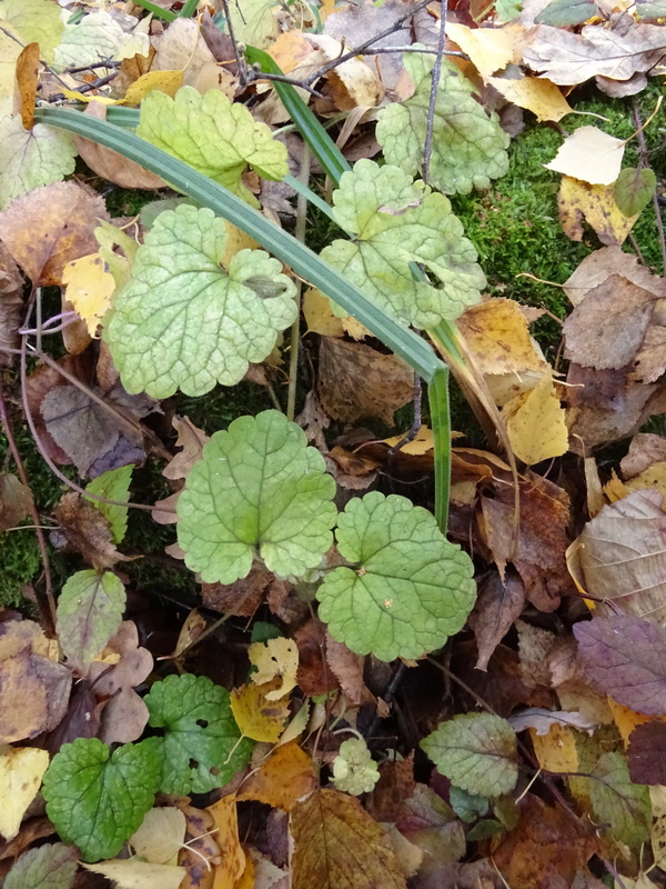 Image of Glechoma hederacea specimen.