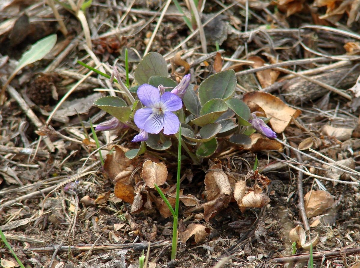 Image of Viola rupestris specimen.