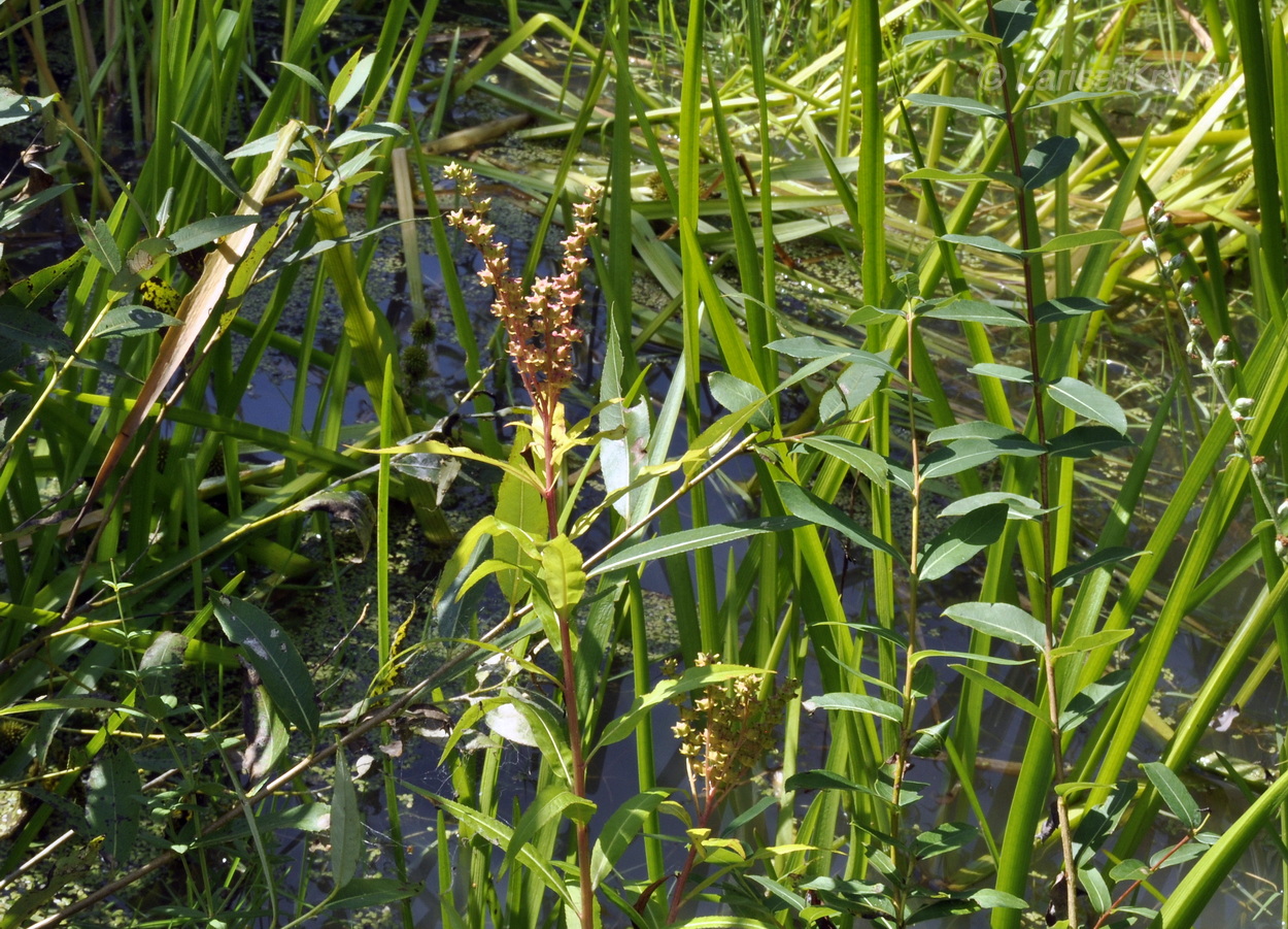 Изображение особи Penthorum chinense.