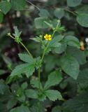 Geum aleppicum. Верхушка цветущего растения. Московская обл., окр. г. Железнодорожный, смешанный лес. 19.06.2020.