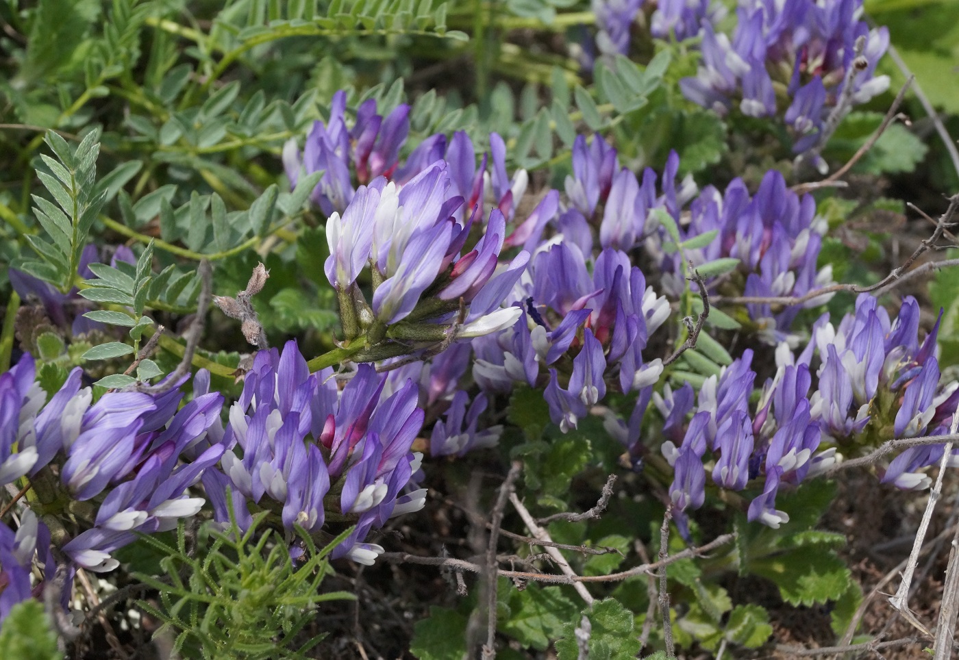 Изображение особи Astragalus suprapilosus.