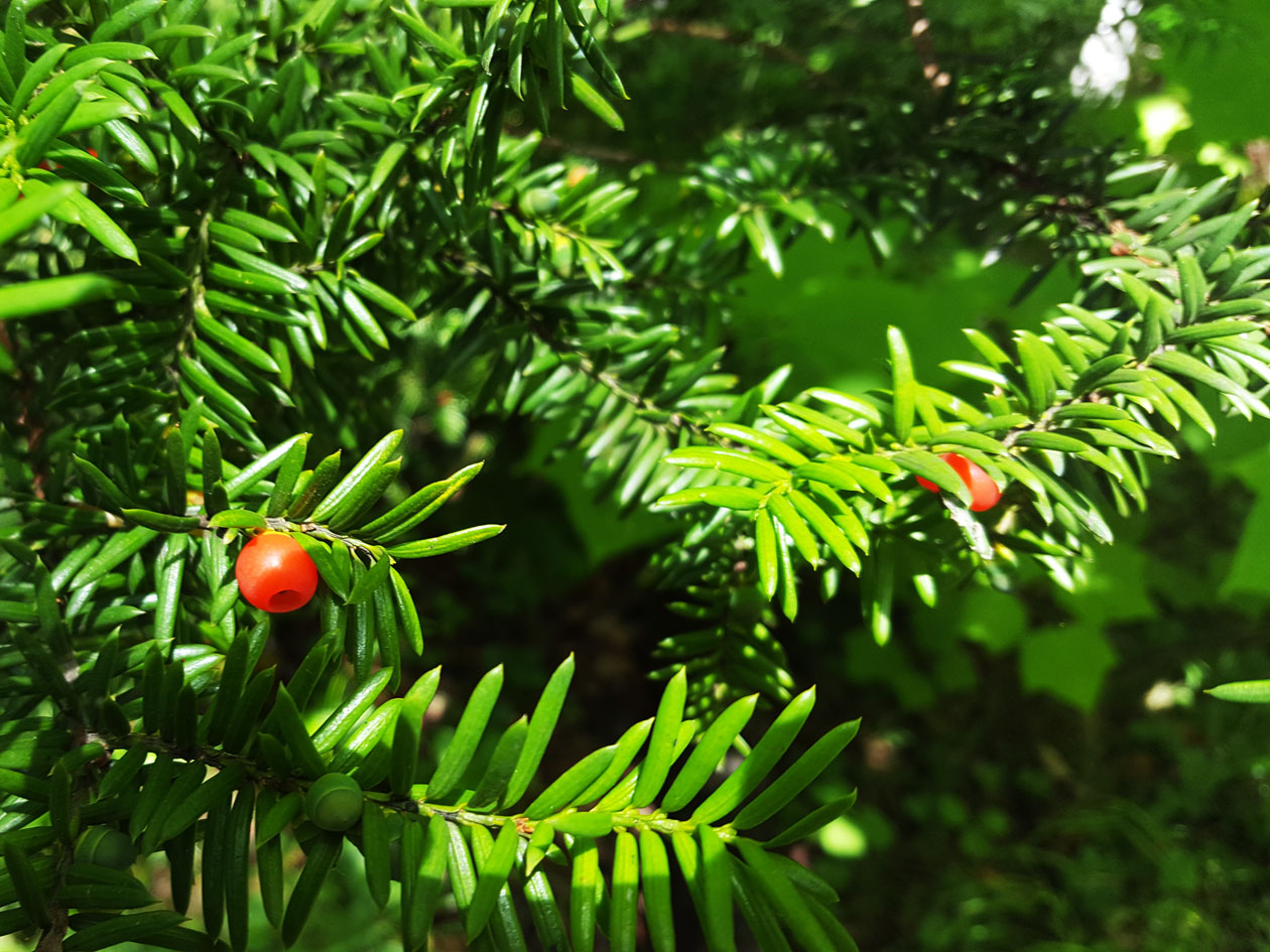 Image of Taxus cuspidata specimen.