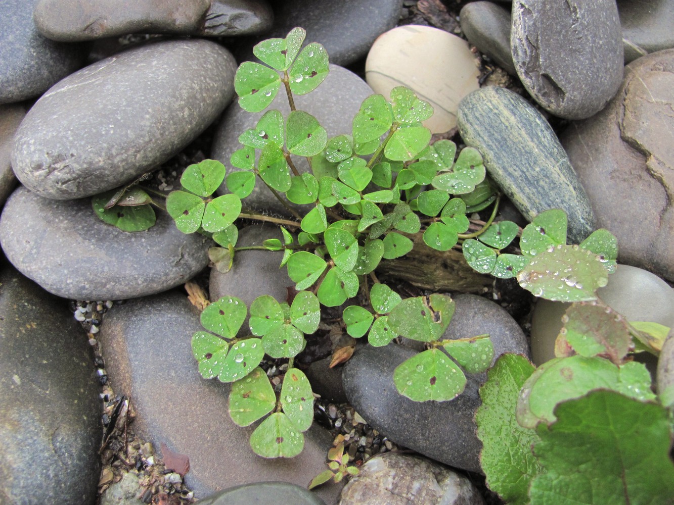 Image of Medicago arabica specimen.