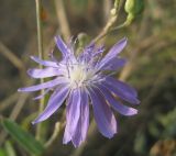 Lactuca tatarica. Элементарное соцветие-корзинка. Челябинская обл., Октябрьский р-н, с. Кочердык, ПП оз. Сладкое. 21.08.2010.