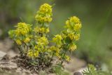 Cruciata laevipes. Цветущее растение. Краснодарский край, м/о г. Новороссийск, южный склон Маркотхского хребта, сухой щебнистый склон. 02.05.2021.