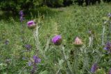 Onopordum acanthium