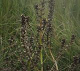 Pedicularis palustris. Верхушки плодоносящих побегов. Ханты-Мансийский автономный округ — Югра, Октябрьский р-н, сельское поселение Курымкары, окр. пос. Горнореченск, левый берег р. Обь, заболоченный луг. 05.09.2022.