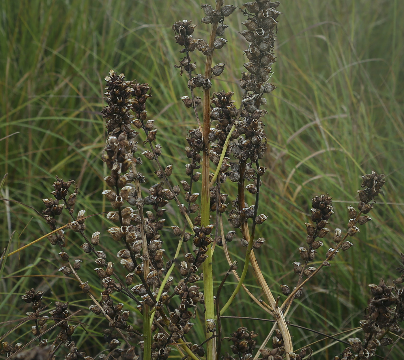 Изображение особи Pedicularis palustris.