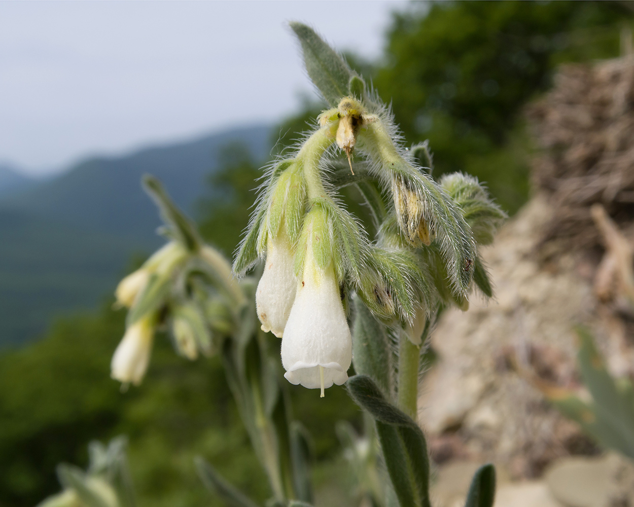 Image of Onosma montana specimen.