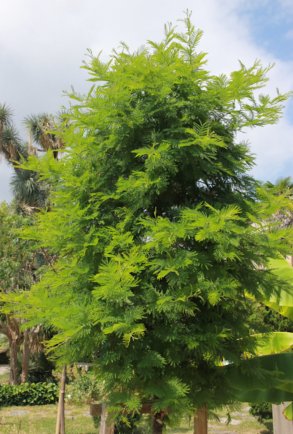 Изображение особи Acacia dealbata.