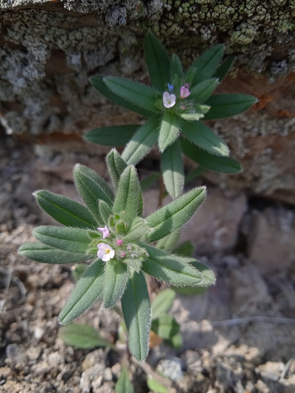 Image of Buglossoides arvensis specimen.