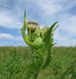 Cirsium oleraceum. Верхушка цветущего растения. Ярославская обл., Угличский р-н, берег р. Корожечна. 23.07.2008.