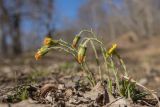 Tussilago farfara. Цветущие растения. Адыгея, Майкопский р-н, долина р. Фарс, поляна в широколиственном лесу. 01.04.2023.