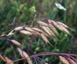 Bromus commutatus