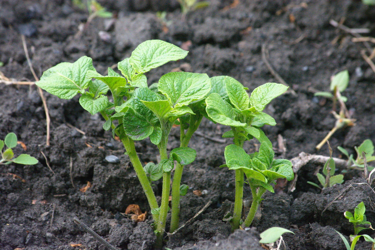 Изображение особи Solanum tuberosum.