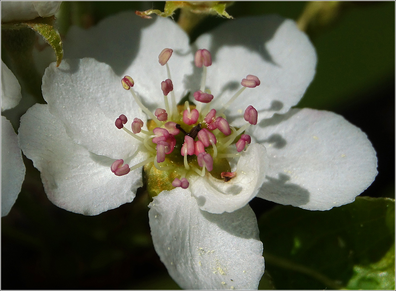 Image of Pyrus communis specimen.