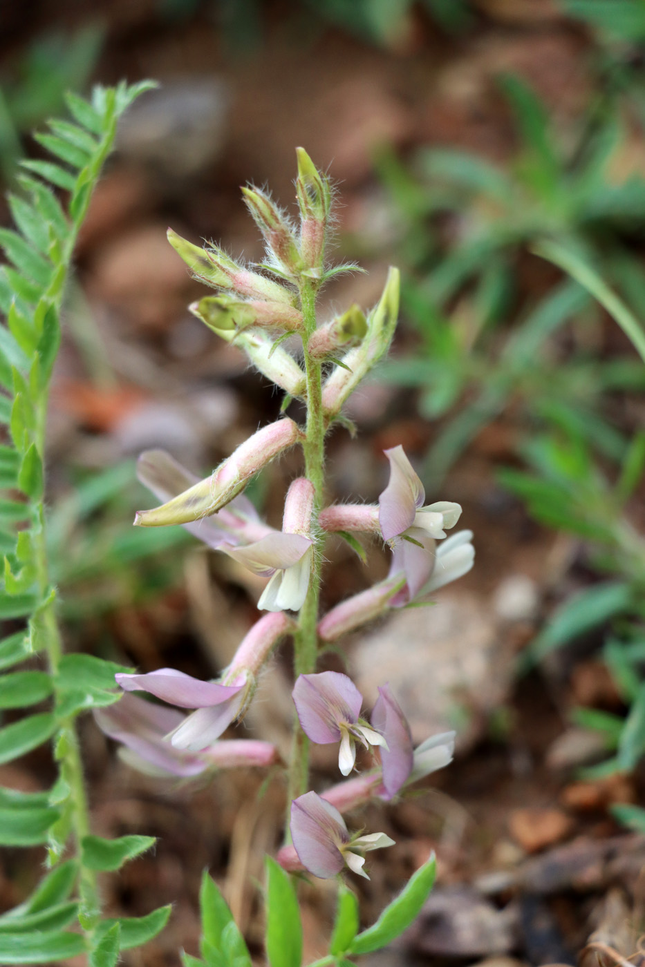 Image of Oxytropis ornata specimen.