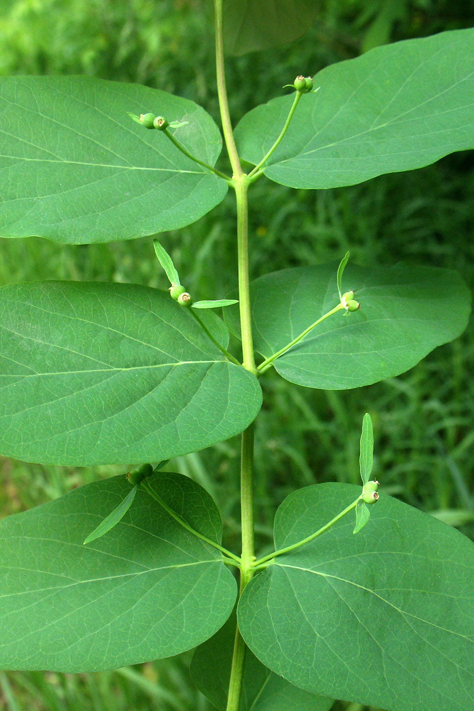 Изображение особи Lonicera tatarica.