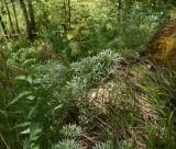 Artemisia sericea. Вегетирующие растения. Челябинская обл., Нязепетровский р-н, Шемахинское сельское поселение, гора Яман-Таш, лесистый склон. 1 июля 2023 г.