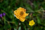 Trollius dschungaricus