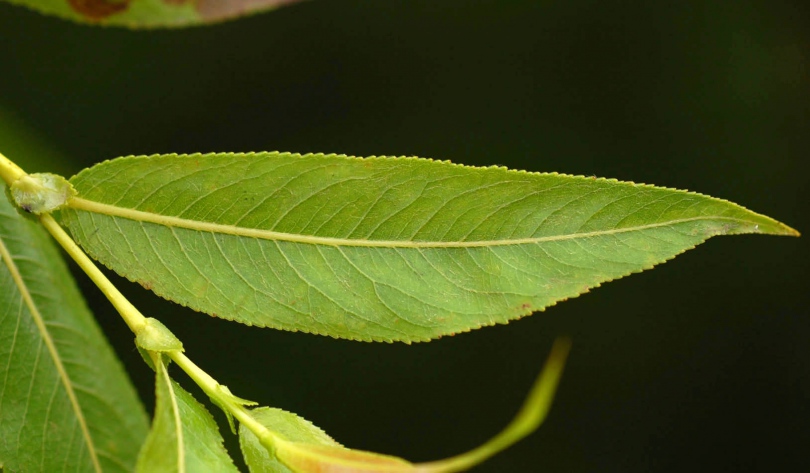 Image of Salix rorida specimen.