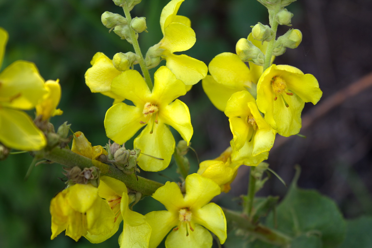 Image of genus Verbascum specimen.