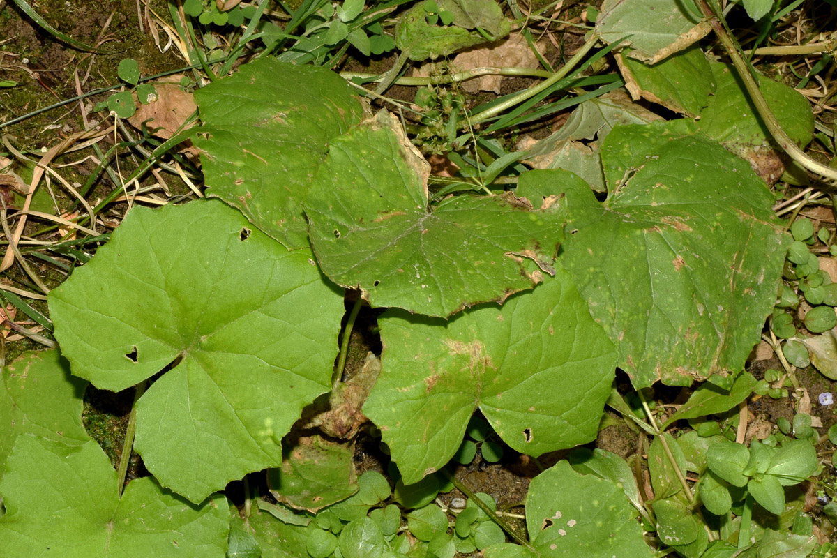 Image of Tussilago farfara specimen.