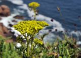 Patrinia scabiosifolia. Верхушка цветущего растения. Приморский край, Владивостокский ГО, о. Желтухина, бровка обрыва вдоль тропы над морем. 17.08.2023.