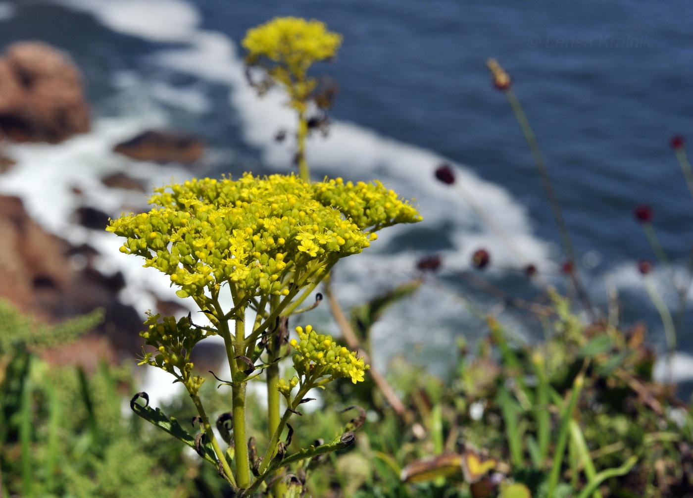 Image of Patrinia scabiosifolia specimen.