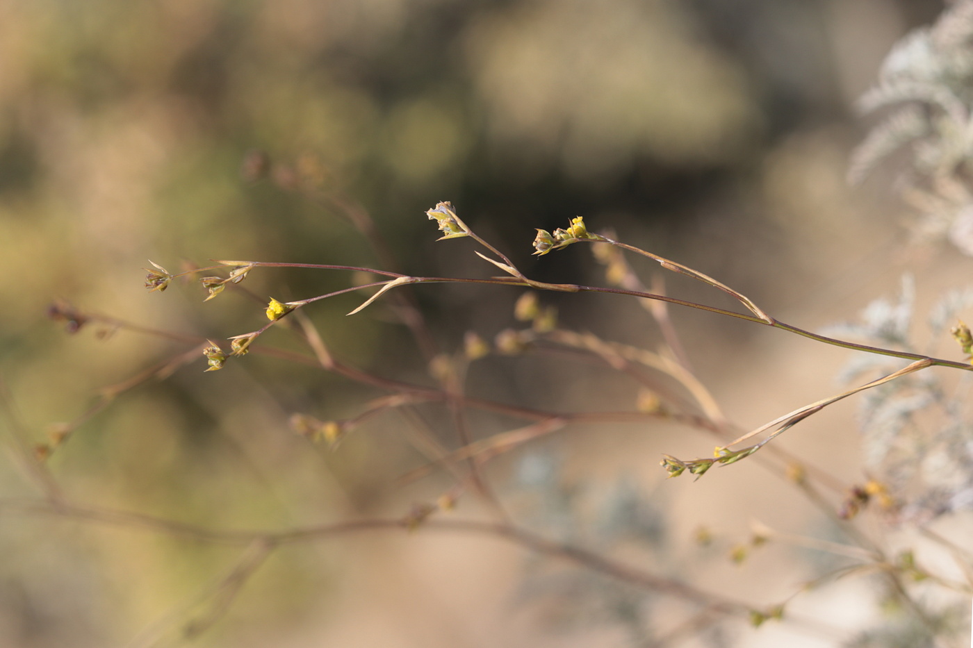 Image of Bupleurum brachiatum specimen.