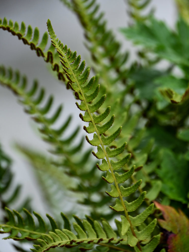 Image of Woodsia polystichoides specimen.