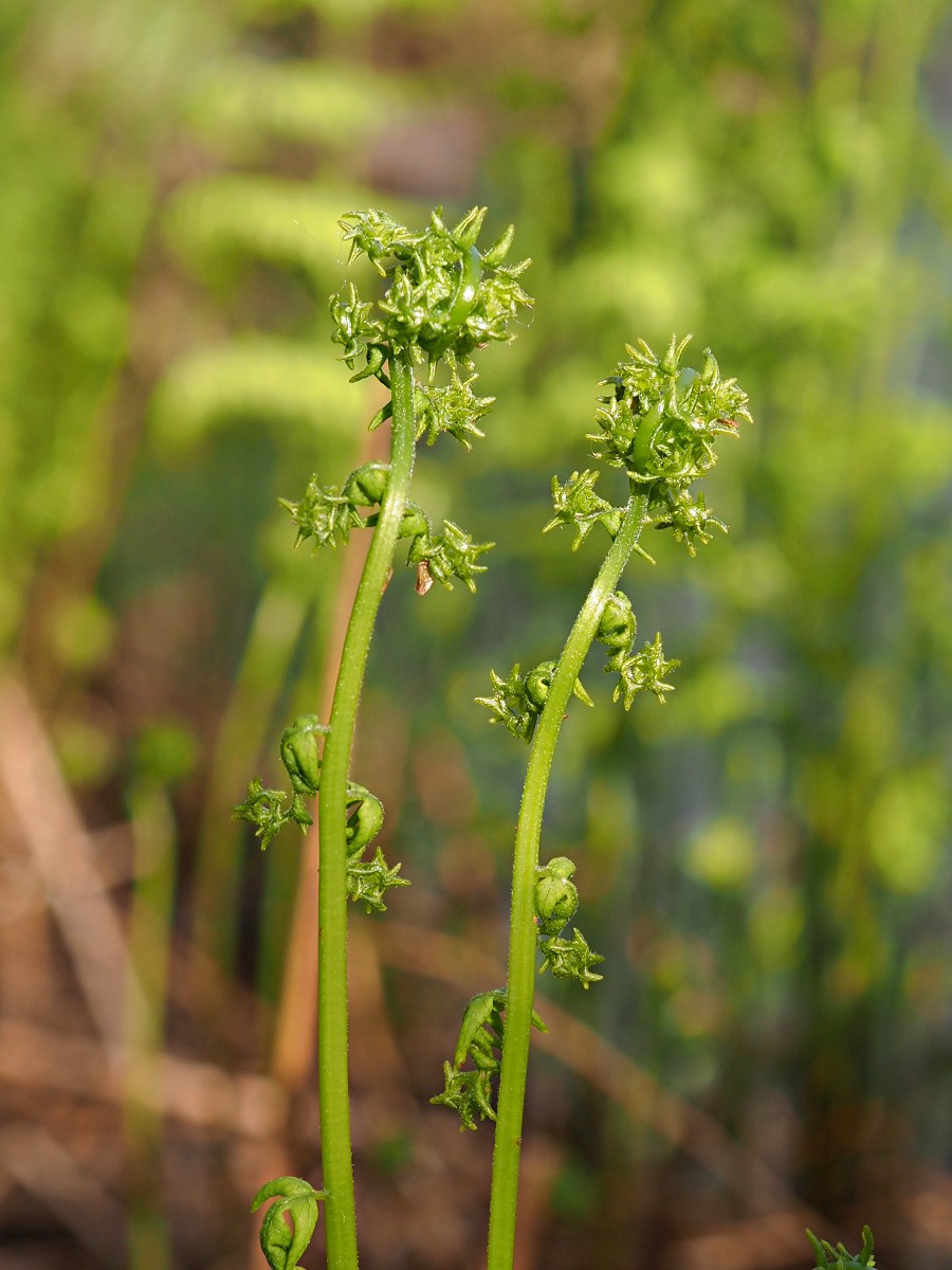 Изображение особи Thelypteris palustris.