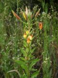 Oenothera glazioviana