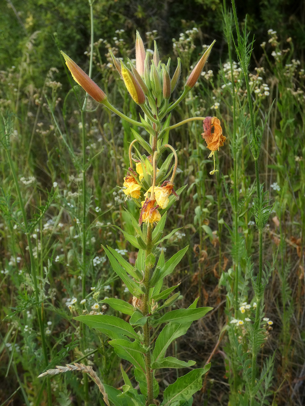 Изображение особи Oenothera glazioviana.