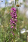 Anacamptis pyramidalis. Соцветие. Крым, Севастополь, Байдарская долина, луг. 15.06.2023.