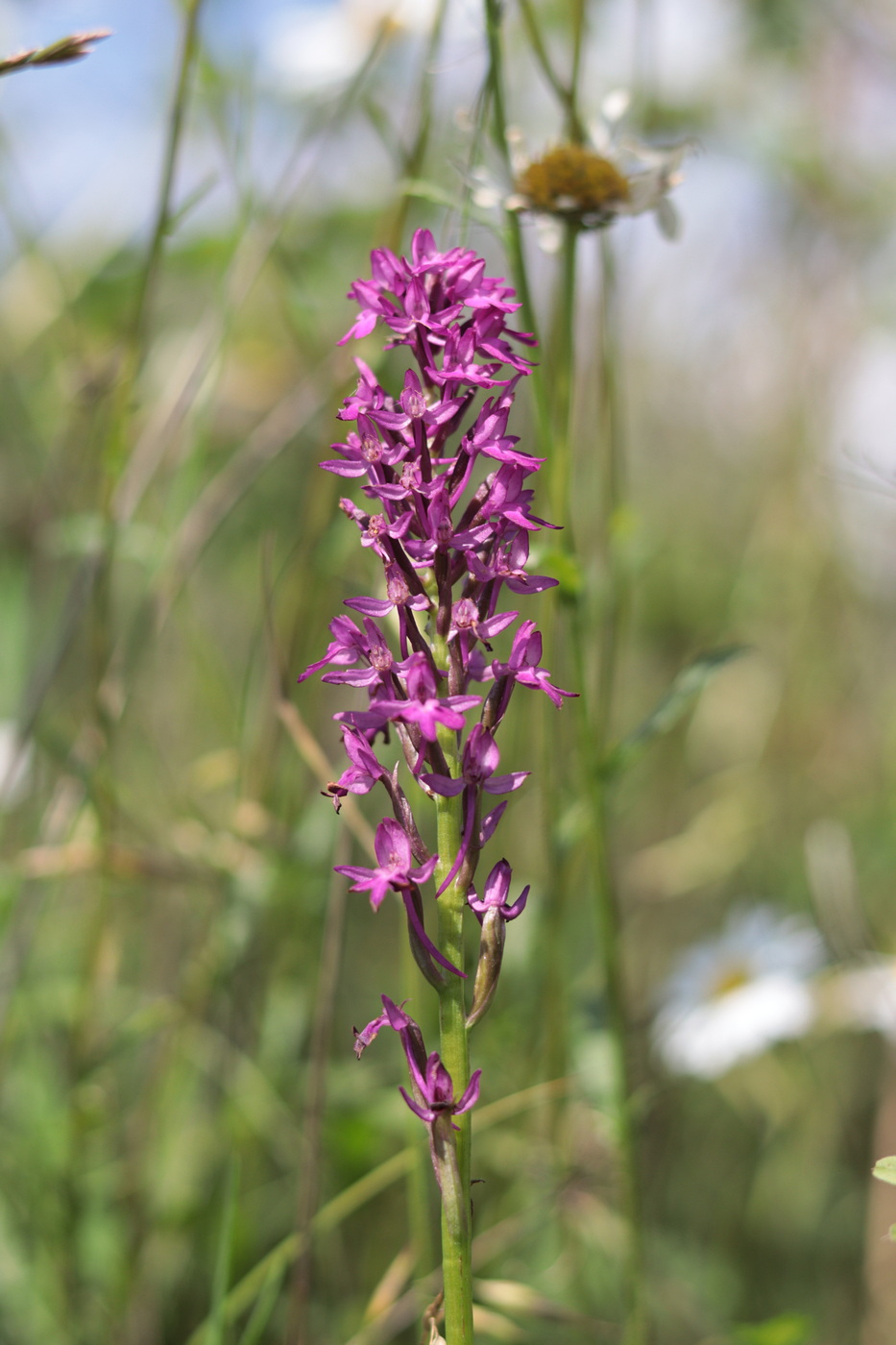 Image of Anacamptis pyramidalis specimen.