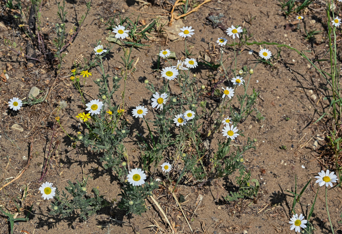 Image of Anthemis ruthenica specimen.