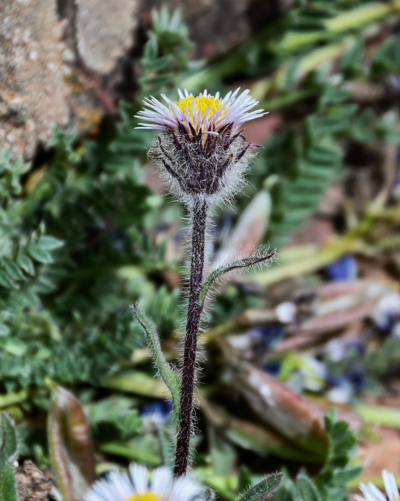 Image of Erigeron pallidus specimen.