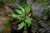 genus Hieracium. Нижняя часть цветущего растения. Грузия, Самцхе-Джавахети, окр. монастыря Мцване, каменистый берег ручья. 12.06.2023.