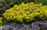 genus Draba